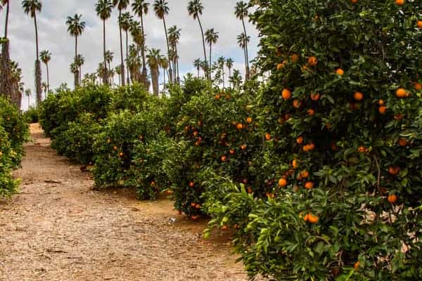 citrus-park-florida